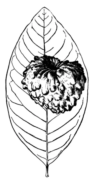 Forma Tuberculada Cherimoya Com Fruta Forma Coração Sobre Ele Desenho — Vetor de Stock