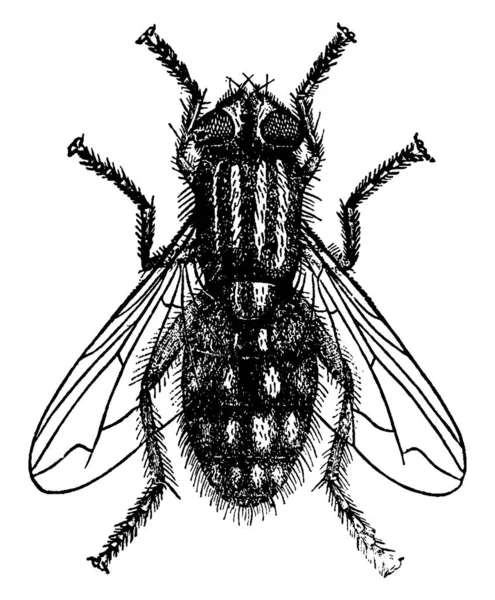 Mosca Carne Comum Espécie Sarcophaga Carnaria Com Olhos Compostos Riscas — Vetor de Stock