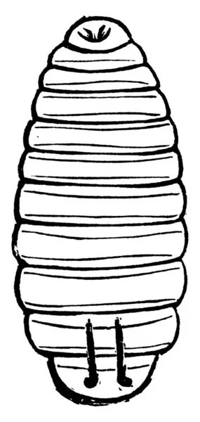 Drosophila Türünün Larvası Sonuna Doğru Iki Şekli Işareti Klasik Çizgi — Stok Vektör