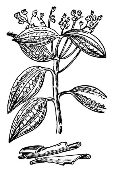 Cinnamon Spice Obtained Inner Bark Several Tree Species Genus Cinnamomum — Stock Vector