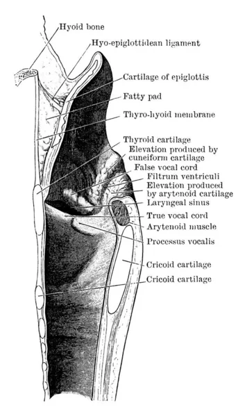 Mesial Section Keresztül Larynx Mutatja Külső Fal Jobb Oldalon Ábrán — Stock Vector