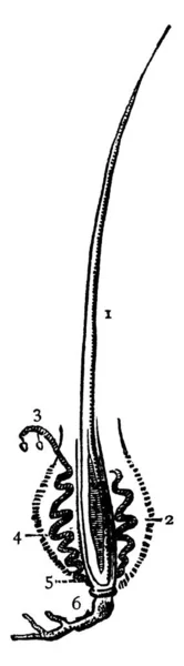 Una Representación Típica Del Cabello Con Partes Que Muestran Parte — Archivo Imágenes Vectoriales