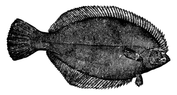 Flounder Pez Plano Parduzco Familia Paralichthyidae Tiene Grandes Manchas Parte — Archivo Imágenes Vectoriales