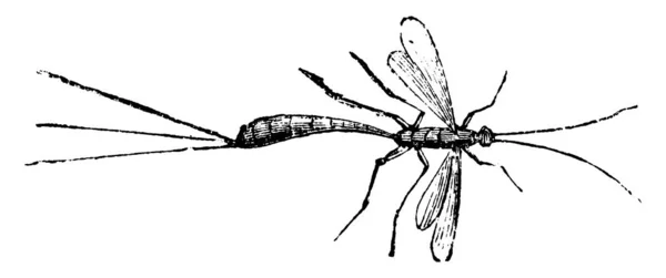 Ichneumon Fly Diğer Böceklerin Üzerine Yumurta Bırakan Bir Böcektir — Stok Vektör