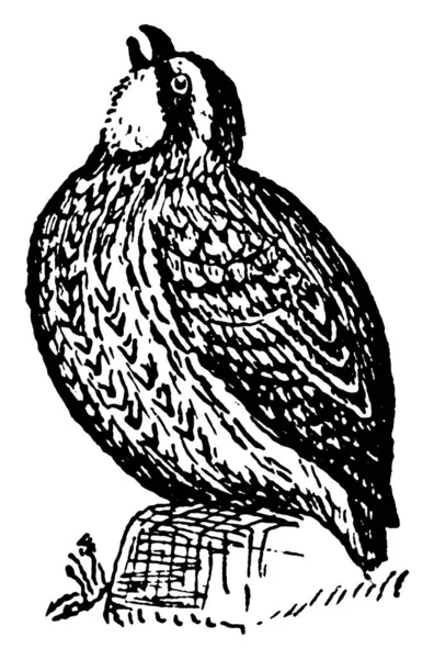 Northern Bobwhite Een Bodembewonende Vogel Afkomstig Uit Noord Amerika Noord — Stockvector