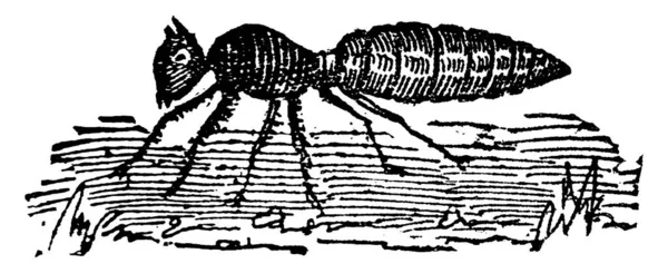小さな昆虫 英語版 草むら 英語版 は家族性の昆虫であり 肘掛けの触角と細い腰を形成する独特のノードのような構造 ヴィンテージの線画や彫刻のイラストによって特徴づけられる — ストックベクタ