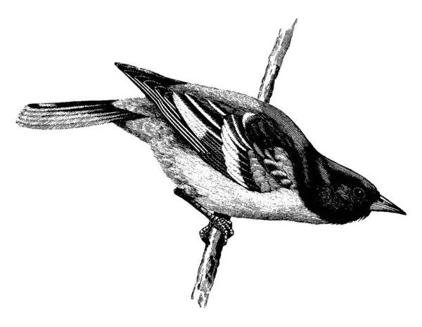 Baltimore Oriole Malý Ikteridní Kos Čeledi Icteridae Maryland Oficiální Státní — Stockový vektor