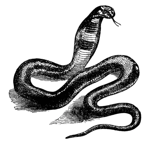 Asp Serpent Venimeux Qui Apparaît Souvent Dans Les Sculptures Hiéroglyphiques — Image vectorielle