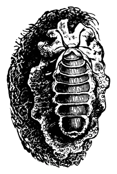 图上描绘的是小飞蛾Notolophus Leucostigma种 卵团上没有翅膀的雌性 古老的线条画或雕刻插图 — 图库矢量图片