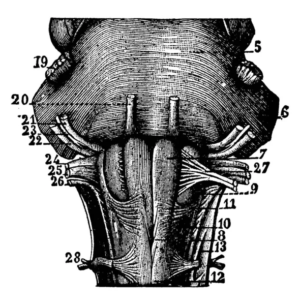 Die Medulla Oblongata Die Sich Hirnstamm Befindet Hat Unfreiwillige Funktionen — Stockvektor