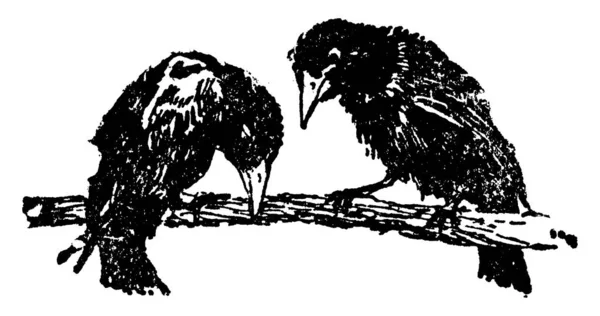 Typické Znázornění Dvou Koz Bidýlku Jeden Pták Pozoruje Druhého Ptáka — Stockový vektor