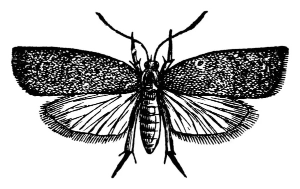 나방인 테라스미누 Teras Minutaspecies 더듬이가 앞날개는 뒷날개 빈티지 선그리기 그림보다 — 스톡 벡터