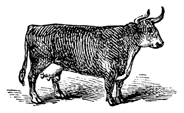 Vache Domestique Ayant Des Cornes Courbes Taille Moyenne Conservées Pour — Image vectorielle