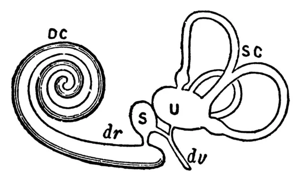 Labyrinthe Membraneux Logé Dans Labyrinthe Osseux Dessin Ligne Vintage Illustration — Image vectorielle