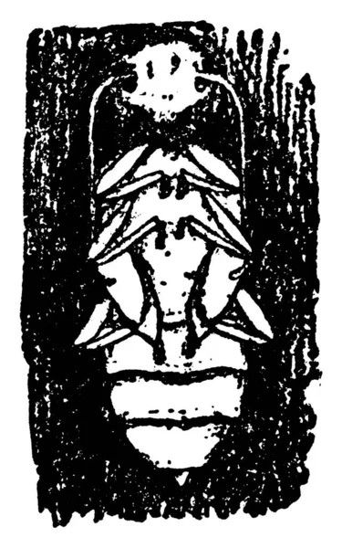 Phymatamaenus Special Pupal Stage Длиной Шириной Винтажный Рисунок Линии Эскизная — стоковый вектор