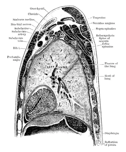 矢状断面通过左肩 肺和心脏顶部的矢状断面 复古线条画或雕刻图解 — 图库矢量图片