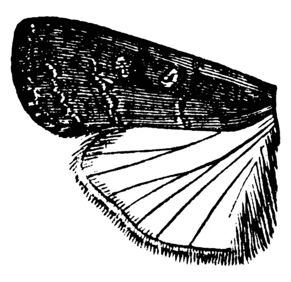 描述了水母的翅膀 水母的果肉 前翼有独特的眼盆 比后翼深 后翼由向后部的斜带组成 后部被塞塔和古埃及线所覆盖 — 图库矢量图片