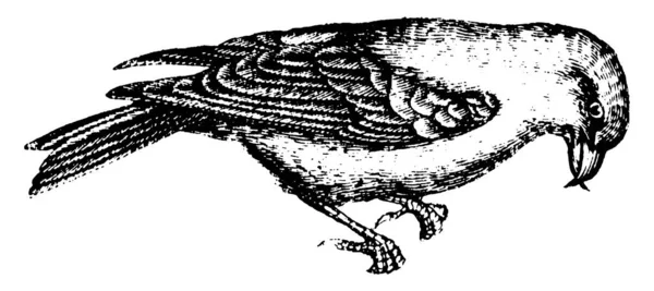 Conocidas Por Distintivo Pico Cruzado Estas Aves Comen Semillas Coníferas — Archivo Imágenes Vectoriales