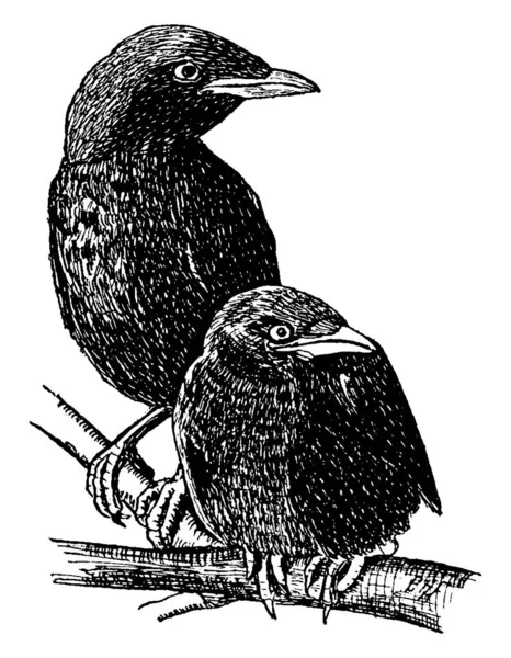 Dwa Kruki Duże Ptaki Przechodnie Gałęziach Drzewa Rysunek Linii Vintage — Wektor stockowy