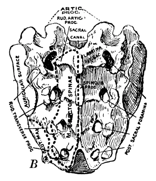 Sacrum Humana Ein Großer Dreieckiger Knochen Als Basis Der Wirbelsäule — Stockvektor