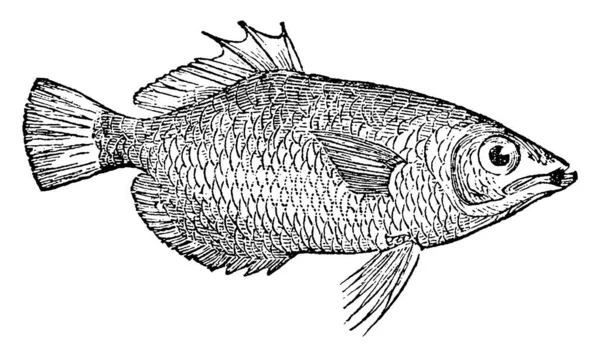 Archerfish Tvoří Monotypní Čeledi Toxotidae Vinobraní Čáry Kresby Nebo Rytí — Stockový vektor