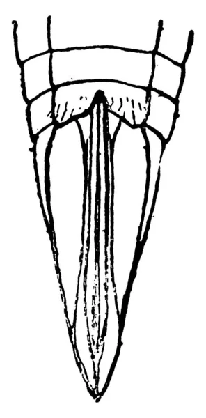 セレサバス バッファローの木ホッパー ヴィンテージライン図面や彫刻イラストの腹部の先端 — ストックベクタ