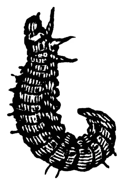 Las Larvas Gusano Heno Trébol Dibujo Línea Vintage Ilustración Grabado — Archivo Imágenes Vectoriales