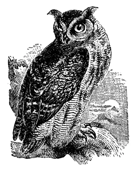 Great Horned Owl Avec Deux Grandes Cornes Trouve Dans Nombreuses — Image vectorielle