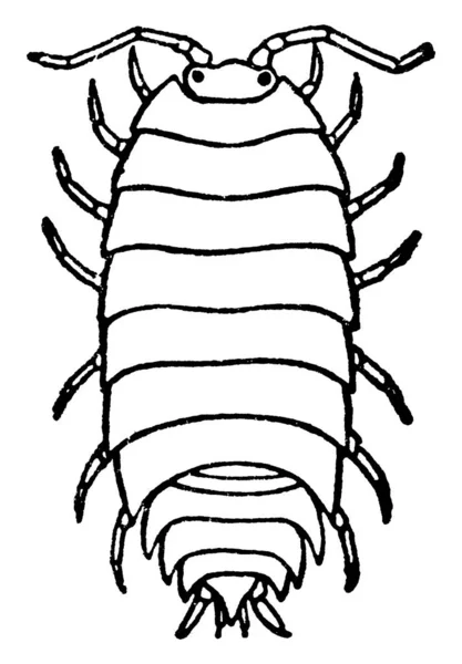 木虱是一种甲壳类动物 具有刚硬的 分片的 长外骨骼和14个连接的四肢 它们在等高线的范围内形成了一个亚目Oniscidea 有超过3000种已知的物种 古老的线条画或雕刻插图 — 图库矢量图片