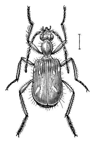 Είδος Εντόμου Της Οικογένειας Carabidae Τριμμένα Σκαθάρια Σχέδιο Vintage Γραμμής — Διανυσματικό Αρχείο