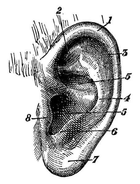 外耳带有标记的部分 复古线条或雕刻插图的外耳 — 图库矢量图片