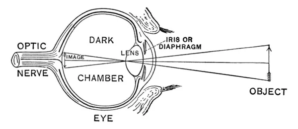 Maneira Pela Qual Imagem Objeto Invertida Retina Desenho Linha Vintage —  Vetores de Stock