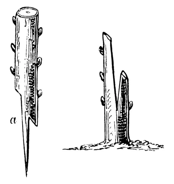 接ぎ木 ヴィンテージライン図面や彫刻イラストに使用される2つの異なる植物の切断端を示す画像 — ストックベクタ