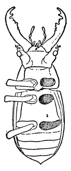 Uma Ilustração Vista Ventral Besouro Veado Com Suas Partes Rotuladas — Vetor de Stock