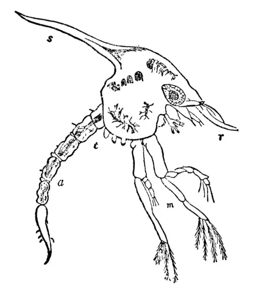 第2段の一般的な靴くずで その部分にはR A及びMと表示されているもの 代表するもの ロータリ スパイン ドーラル スパイン マクシリーズ フィートの芽 — ストックベクタ