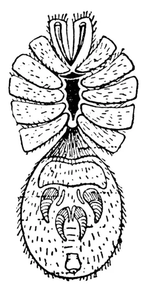 一种典型的Liphistius Desultor物种腹侧视图的表现 其体外循环的附属物被剪短 显示出附属物的内层和外层 复古线条的绘制或雕刻菌等部分 — 图库矢量图片