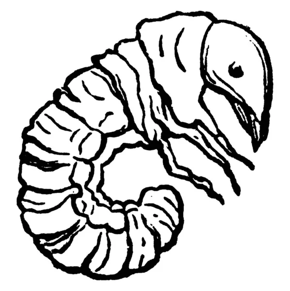 Çekirge Yumuşak Segmentli Larvalar Klasik Çizimler Veya Gravür Çizimleri — Stok Vektör