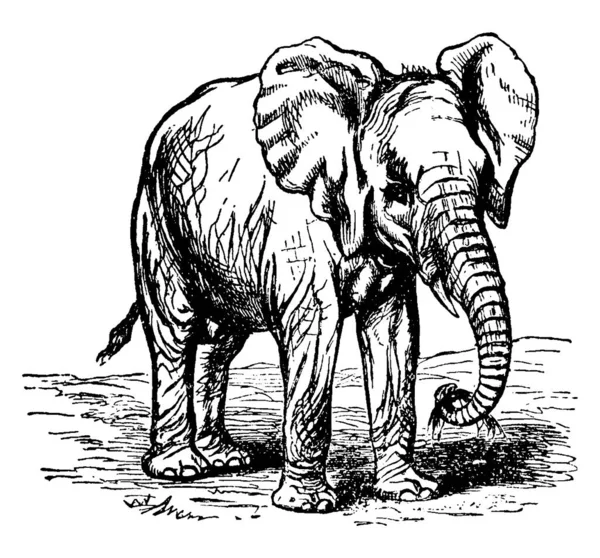 Elefante Grande Con Grandes Orejas Patas Pilares Agarrado Algunas Hierbas — Archivo Imágenes Vectoriales