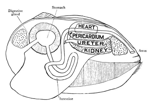 Clam Sjødyr Med Skall Deler Som Kan Lukkes Tett Sammen – stockvektor