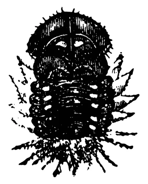 Зображення Комахи Жука Вінтажний Малюнок Лінії Або Гравюрна Ілюстрація — стоковий вектор