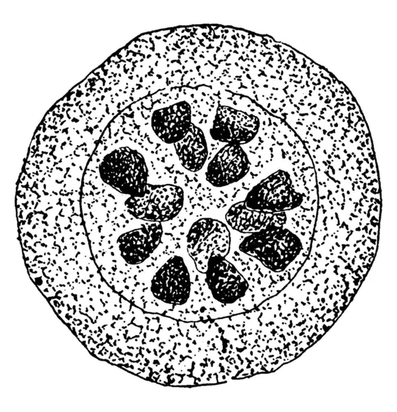 图为在美洲小鳟鱼 Salvelinus Fontinalis 中引起致命流行病的淋巴孢子虫 Lymphosporidium 古老线条画或版画插图 — 图库矢量图片