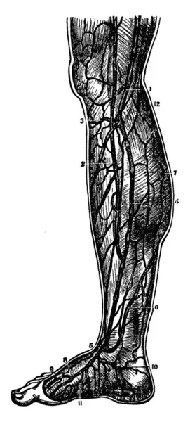 Вены Нижней Ноги Сосуды Несут Дезоксигенную Кровь Нижней Ноги Левой — стоковый вектор
