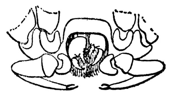 一种典型的卡氏隐孢子前部的表现 即摘除头罩的假体 显示假体的第一至第四附属物 绘制复古线条或雕刻图解 — 图库矢量图片