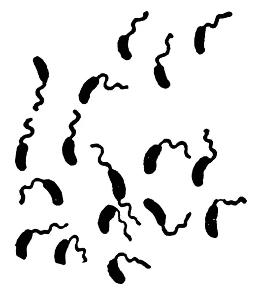 Las Bacterias Forma Espiral Móvil Microspira Comma Schroeter Una Forma — Vector de stock