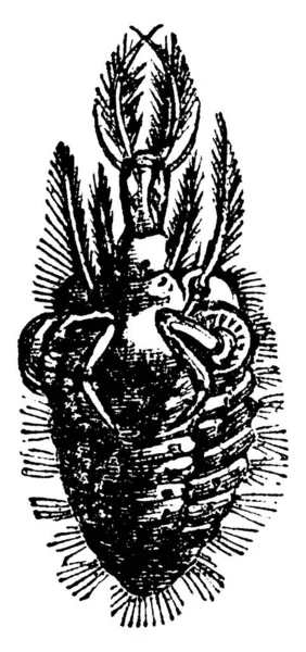 Типичное Изображение Пчелы Личиночном Этапе Пятнистыми Отметинами Теле Пучками Волос — стоковый вектор