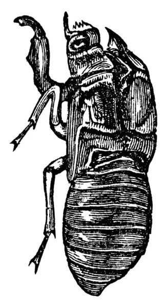 Una Tipica Rappresentazione Cicada Larva Famiglia Insetti Emipteri Omoteri Dell — Vettoriale Stock