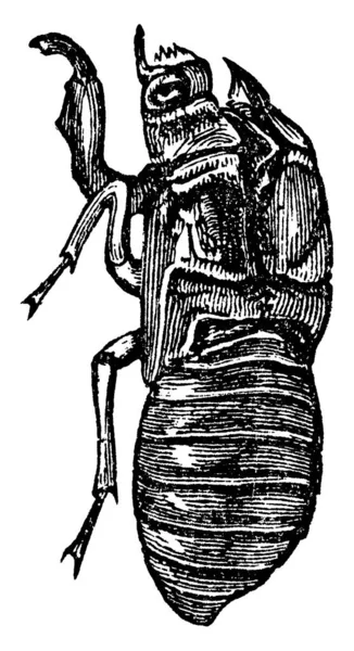Una Representación Típica Larva Cicada Familia Insectos Homópteros Hemipteros Del — Vector de stock