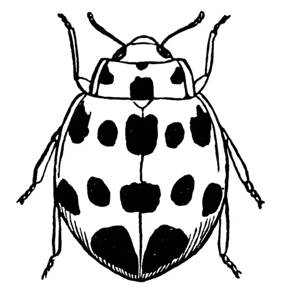 Escarabajo Calabaza Común Los Estados Unidos Que Alimenta Calabazas Pepinos — Archivo Imágenes Vectoriales
