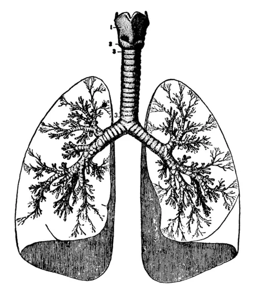 人肺圆顶形状的图像 并与气管相连 从虹膜点 复古线条画或雕刻插图 — 图库矢量图片