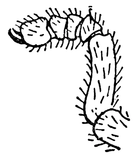 卡氏隐孢子属物种横向视图的典型表现 显示了雌性的第五对附属物的末端 以与雄性的老式线条画或雕刻图解相比较 — 图库矢量图片